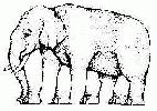 combien de pattes a cet elephan.jpg